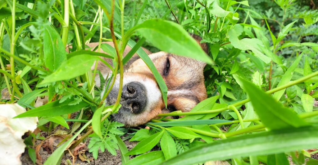calm sleeping dog