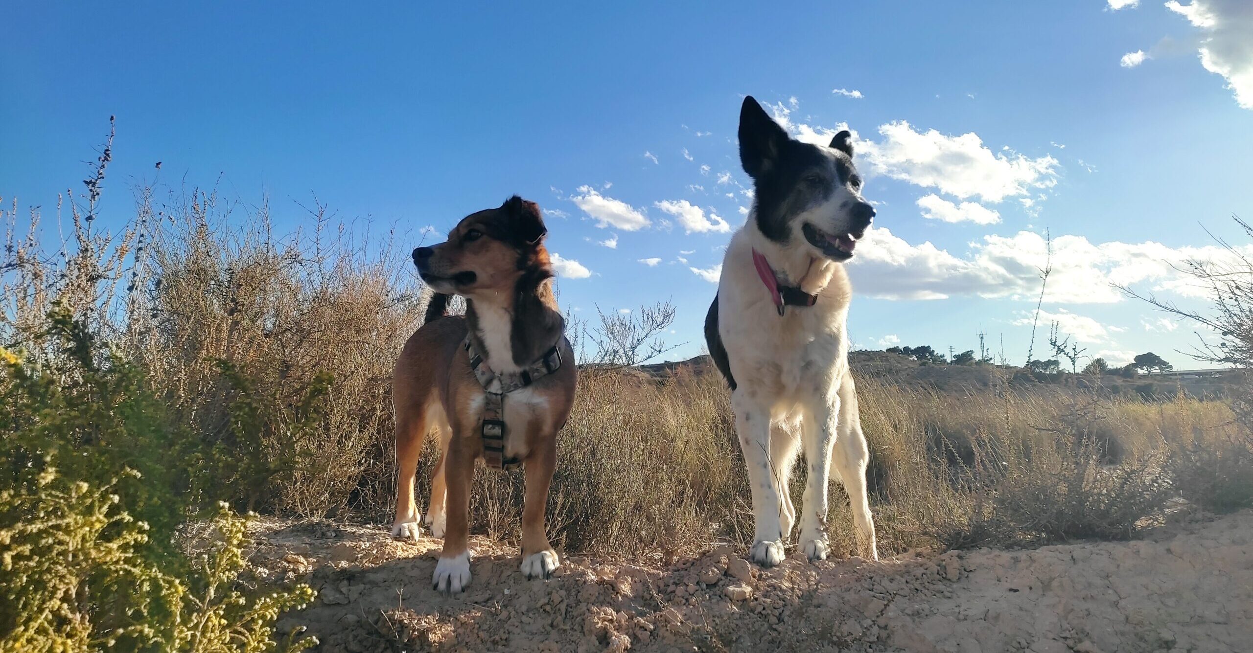 Dogs form social groups
