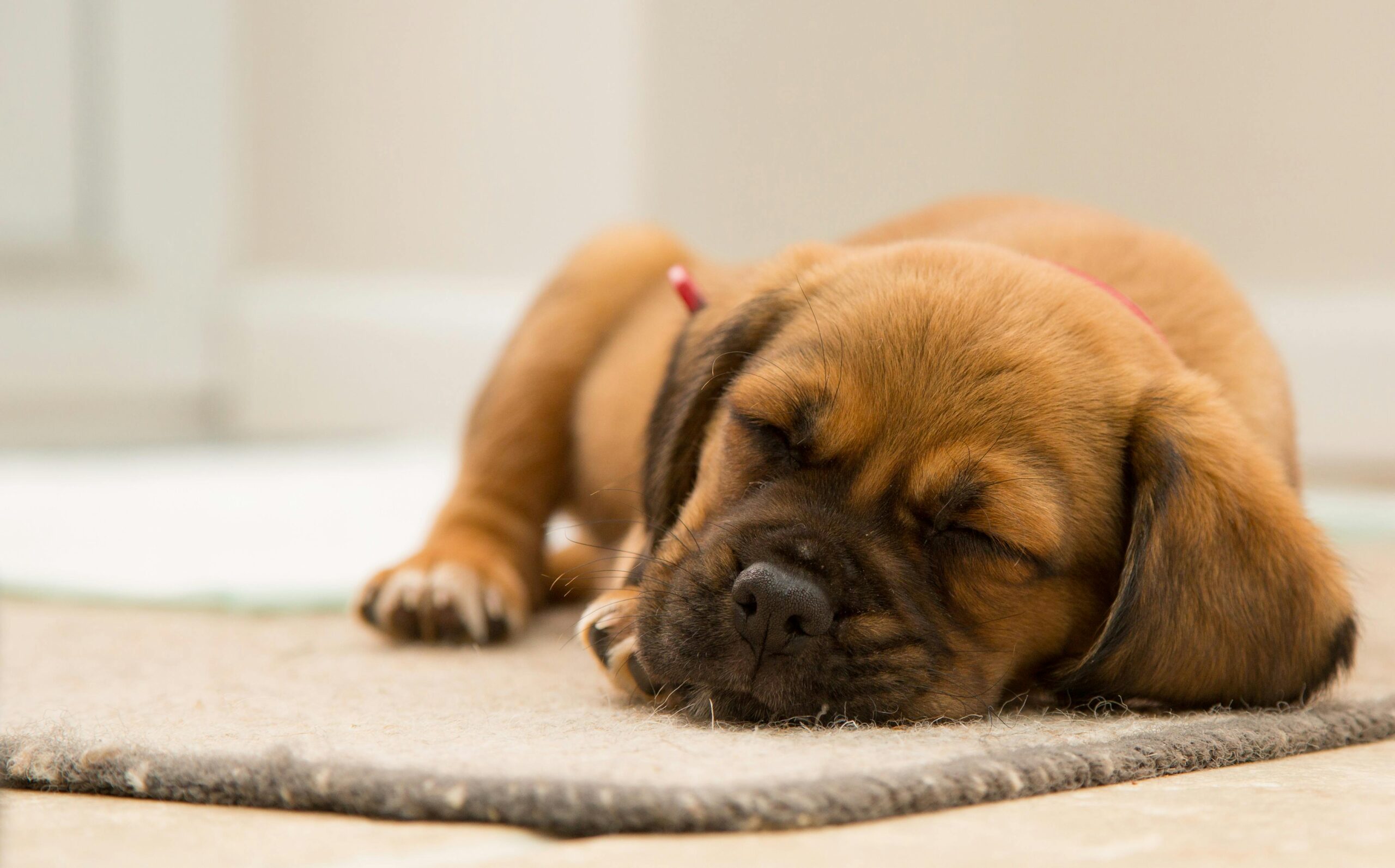 puppy sleeping safely