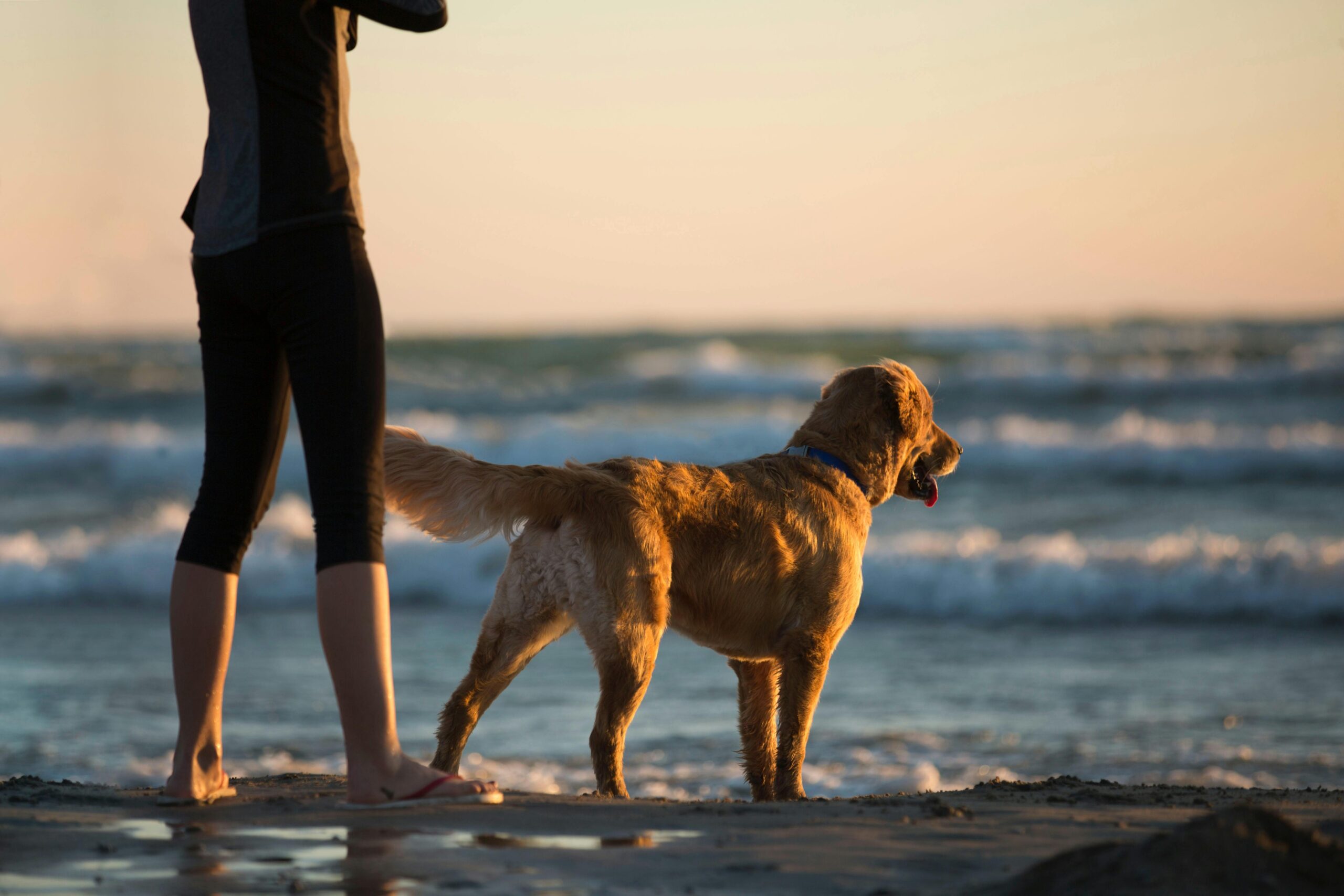 human canine bond