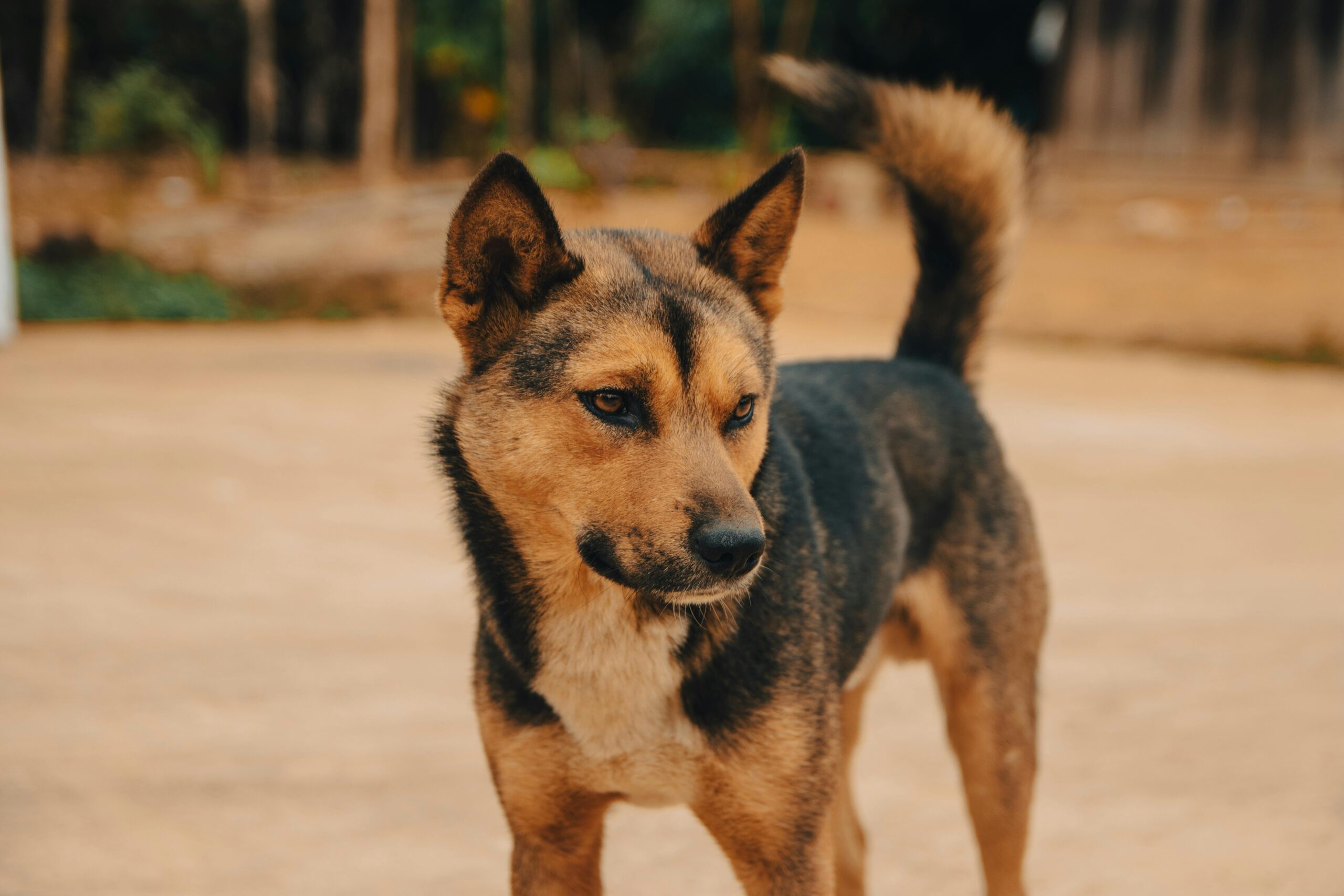 looking dog